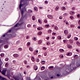 Binocular Biological Microscope