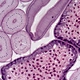 Binocular Biological Microscope